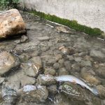 Dead fish float in Mill Creek Stream after construction crews spilled concrete in the waterway. (Patrick Fink)