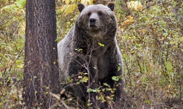 FILE: A Grizzly bear is seen in Montana. (Montana Fish & Game Department)...