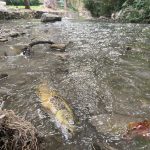 A dead fish floats in Mill Creek Stream after construction crews spilled concrete in the waterway. (Patrick Fink)