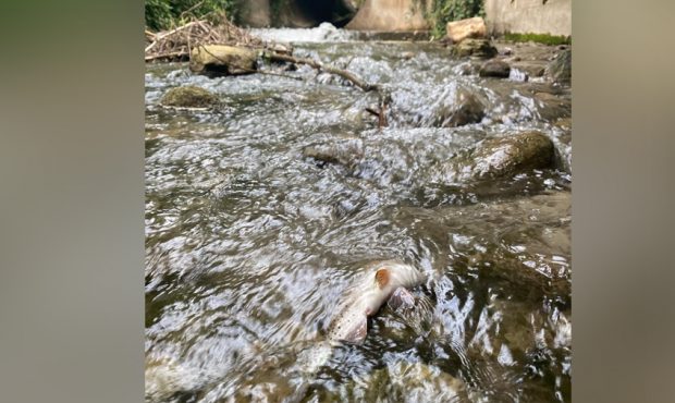 Dead fish float in Mill Creek Stream after construction crews spilled concrete in the waterway. (Pa...