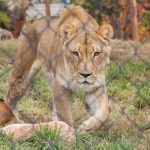 Four of the five African lions at Hogle Zoo in Utah have tested positive for COVID-19, delta variant. (Courtesy: Hogle Zoo)