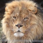 Four of the five African lions at Hogle Zoo in Utah have tested positive for COVID-19, delta variant. (Courtesy: Hogle Zoo)