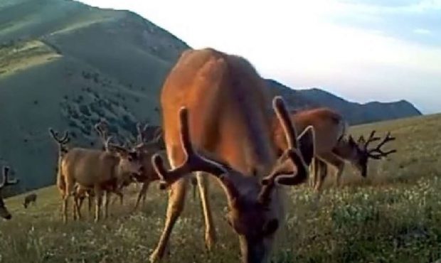 FILE: An image of bucks eating grass on a mountain in Utah captured from a trail camera in August 2...