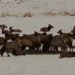 File photo of the elk at Hardware Ranch. (KSL TV)