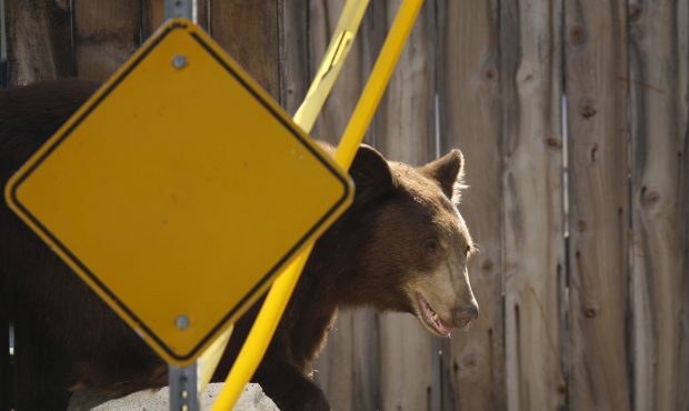FILE -- MONTROSE, CA - SEPTEMBER 9:  An adult black bear walks through a residential neighborhood o...