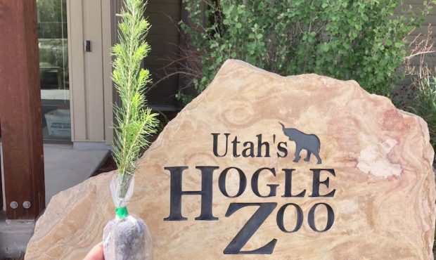 Utah's Hogle Zoo. (KSL TV)...