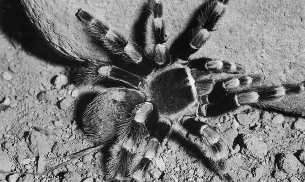 circa 1950:  A Mexican red knee tarantula.  (Photo by Hulton Archive/Getty Images)...