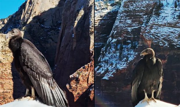 California condor #1111 was spotted in January 2022 along the Angels Landing trail in Zion National...
