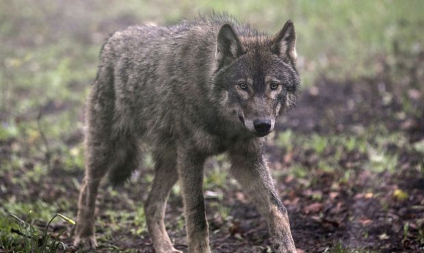 FILE PHOTO: BRISTOL, ENGLAND - MARCH 13:  A young male wolf, one of five that has recently arrived,...