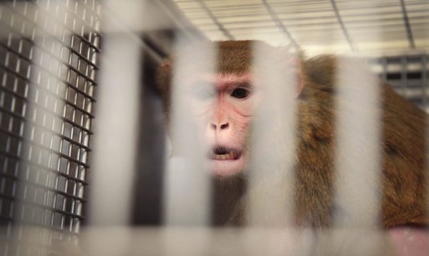 File image of a monkey in its cage at the Wisconsin National Primate research Center (WNPRC) at the...