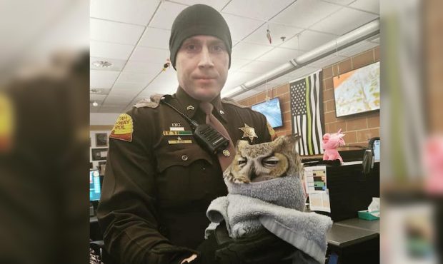 Utah Highway Patrol Cpl. Cope with the owl he helped rescue from I-215. (UHP)...