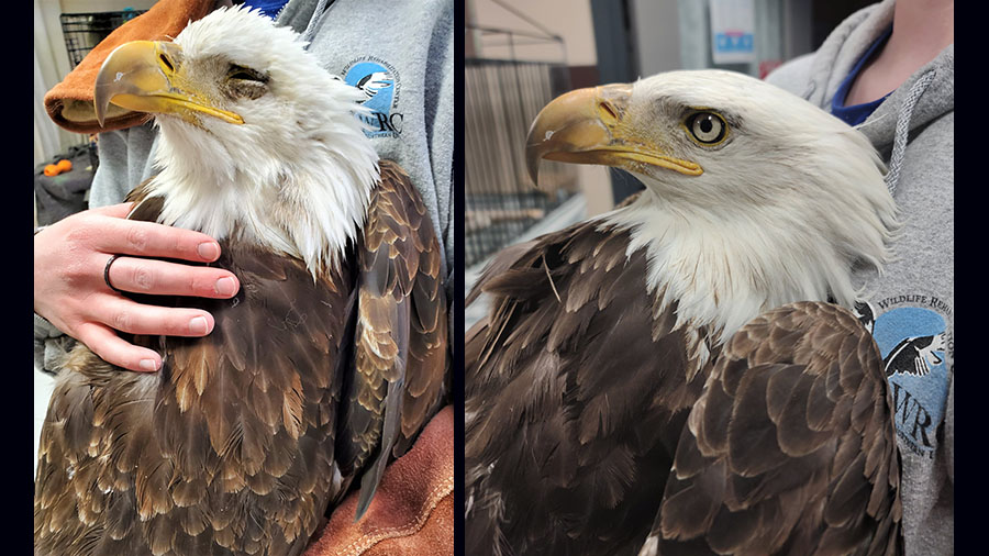 Two photos of a bald eagle in the care of the non-profit Wildlife Rehabilitation Center of Northern...