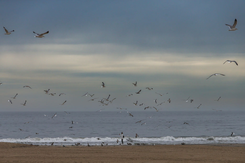 FILE: SANTA MONICA, CA - JANUARY 15: A woman observes birds on the beach on January 15, 2022 in San...