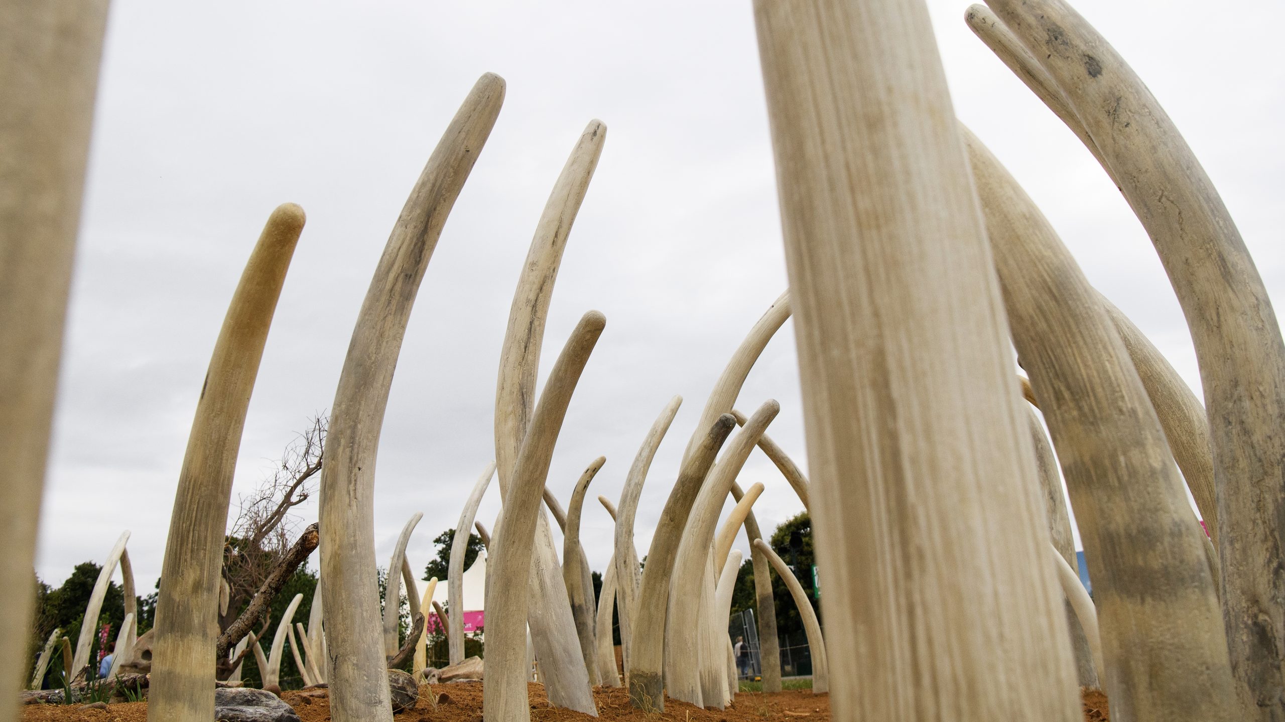 LONDON, ENGLAND - JULY 03:  Replica elephant tusks are seen in the 'Not for Sale' Ivory  garden by ...