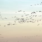 Snow geese fill the sky above Delta. (DWR)