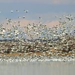 You can see thousands of snow and Ross’ geese at this year's Snow Goose Festival. (DWR)