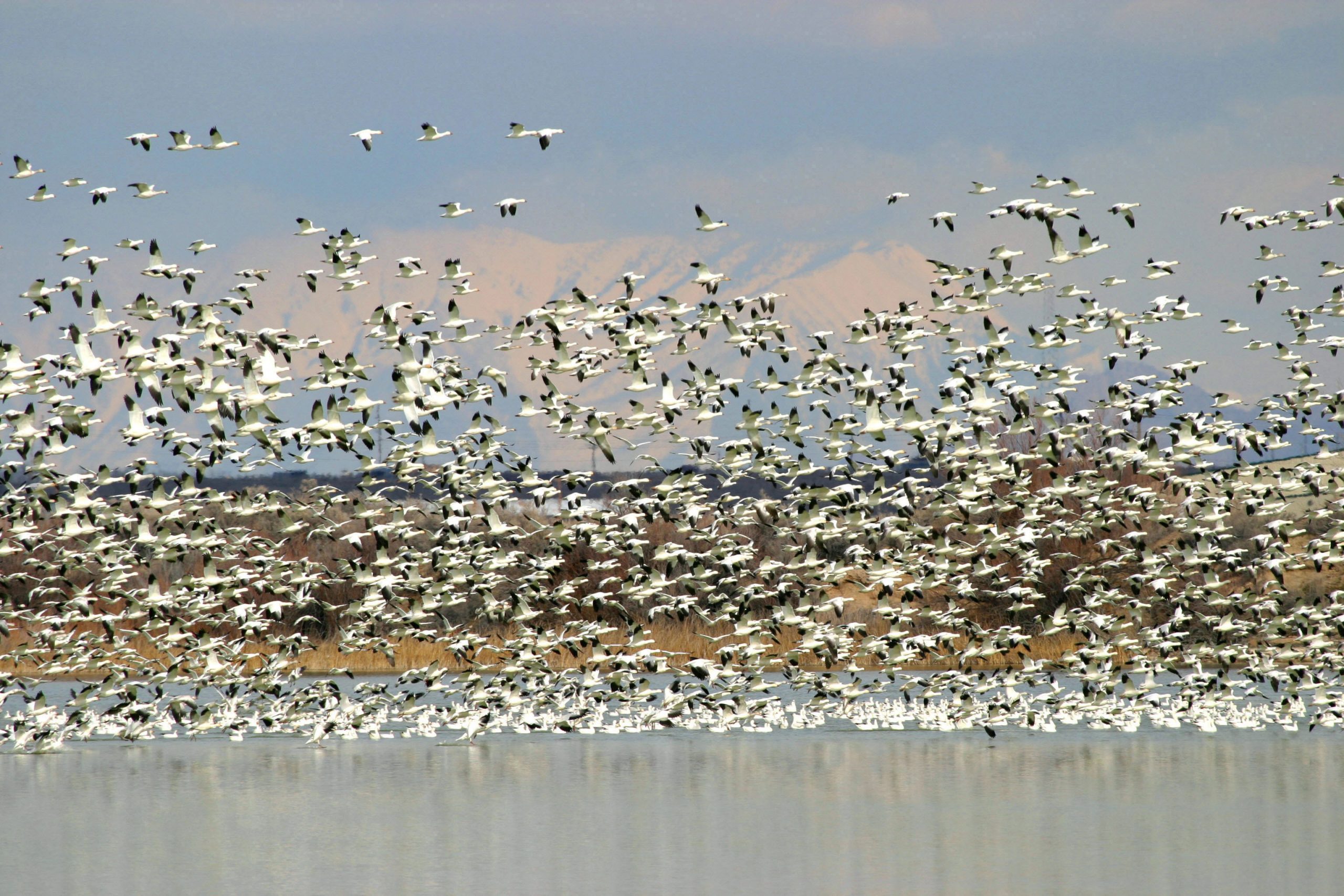 You can see thousands of snow and Ross’ geese at this year's Snow Goose Festival. (DWR)...