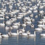 You can see thousands of snow geese at this year's Snow Goose Festival. (DWR)