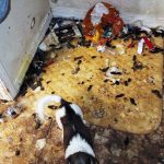 A home in Eagle Mountain, Utah, was found with dead dogs in a freezer and other dogs in a filthy state on March 15, 2022. (Utah County Sheriff's Office)