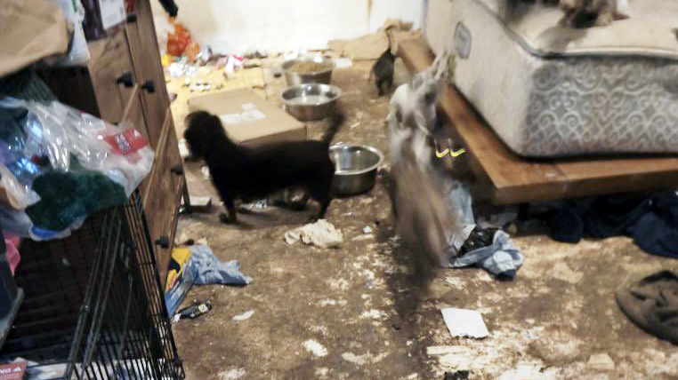 A home in Eagle Mountain, Utah, was found with dead dogs in a freezer and other dogs in a filthy st...