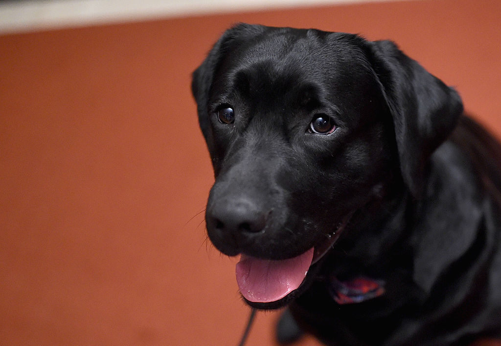 NEW YORK, NY - FEBRUARY 22:  A  Labrador Retriever attends the American Kennel Club Presents The Na...