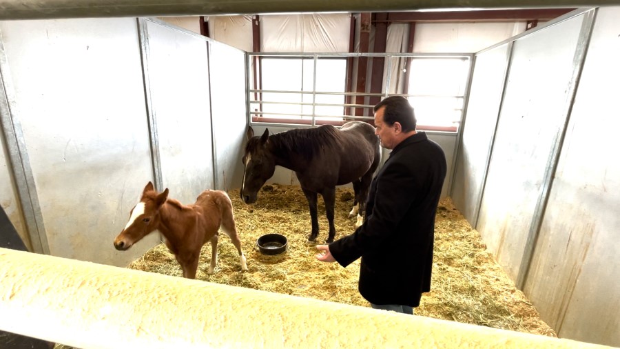 Ken White gets a look at foals and mares that students get hands on experience with. (Mike Anderson...