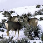 Mule deer in winter (Utah Division of Wildlife Resources)