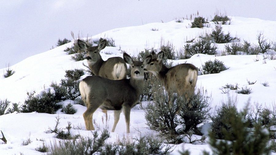 Mule deer in winter (Utah Division of Wildlife Resources)...