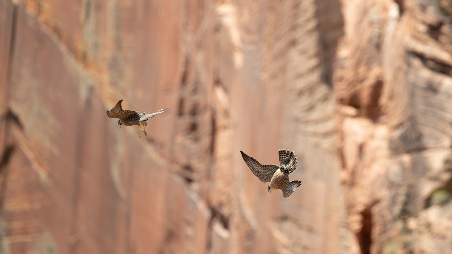 Two peregrine falcons fly in Zion Canyon. (Used by permission, James McGrew)...