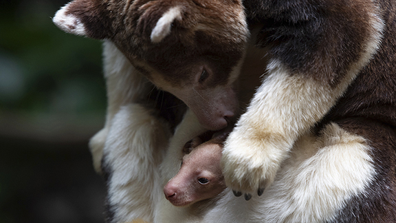 A Matschie's tree kangaroo emerges from its mother's pouch, Monday, April 18, 2022, at the Bronx Zo...