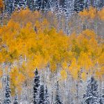 FILE - A clump of aspen trees in Big Cottonwood Canyon, Utah. (Larry D. Curtis, KSL TV)