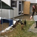 RaeAnn Christensen feeds ducks at her duck rescue. (KSL TV)