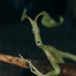 Pickett the Bowtruckle in a scene from "FANTASTIC BEASTS: THE SECRETS OF DUMBLEDORE,” a Warner Bros. Pictures release.