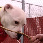 Animal shelters across Utah are busting at the seams. (KSL TV)