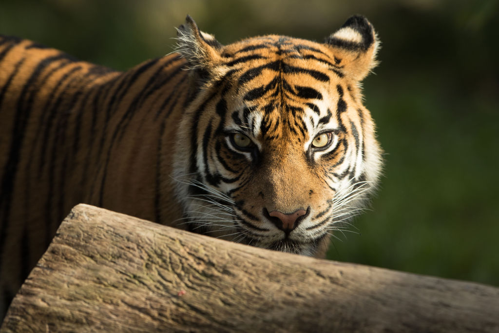 SYDNEY, AUSTRALIA - MARCH 29: First-time mother Kartika is seen as her three Sumatran Tiger cubs ar...