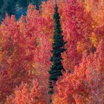 FILE - Autumn leaves in Utah's Little Cottonwood Canyon (Larry D. Curtis, KSL TV)