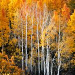 Aspen trees near Alta Ski Resort in Utah's Little Cottonwood Canyon (Larry D. Curtis, KSL TV)