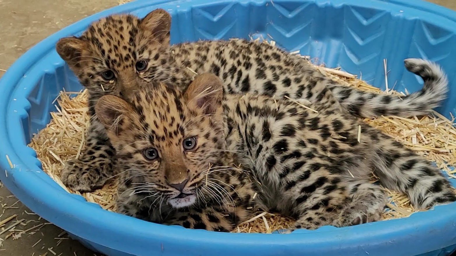 Utah's Hogle Zoo introduces two amur leopard cubs