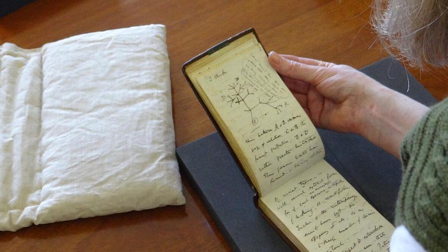 University Librarian Dr Jessica Gardner checks the returned 'B' notebook containing Darwin's Tree o...