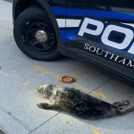 A seal was found in a traffic circle in Southampton, New York. (Southhampton Police/Facebook)