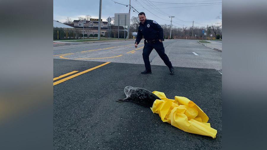 A seal was found in a traffic circle in Southampton, New York. (Southhampton Police Department/Face...