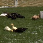 Ducks at RaeAnn Christensen's For Duck's Sake rescue. (KSL TV)