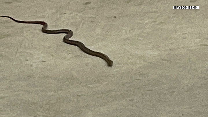 FILE: Plenty of snakes were found in the new Cache County ballot facility....