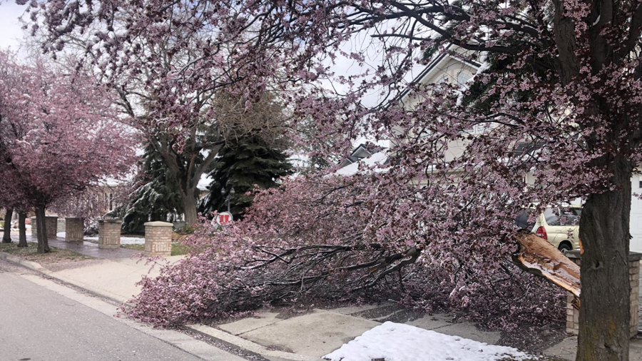Monday night's heavy snow broke branches off trees in several neighborhoods. (KSL TV)...