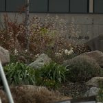 Weber State University has replaced grass and plants with xeriscaping at several areas of campus. (KSL TV)