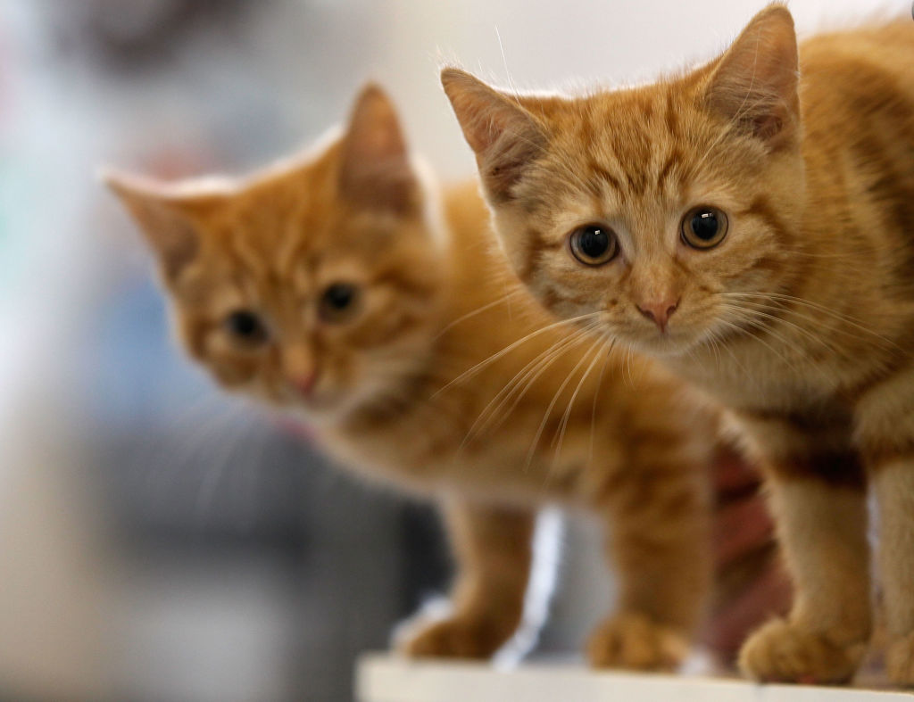 FILE: MANCHESTER, ENGLAND - JULY 27:  Milly, a 13-week-old kitten waits with her brother Charlie (L...