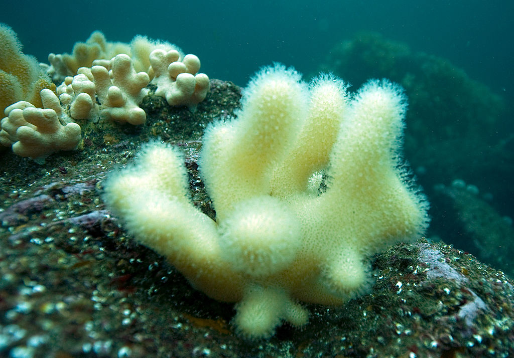 SEAHOUSES, ENGLAND - JUNE 25:  Soft corals grow on an outcrop on June 25, 2011 off Inner Farne, Eng...