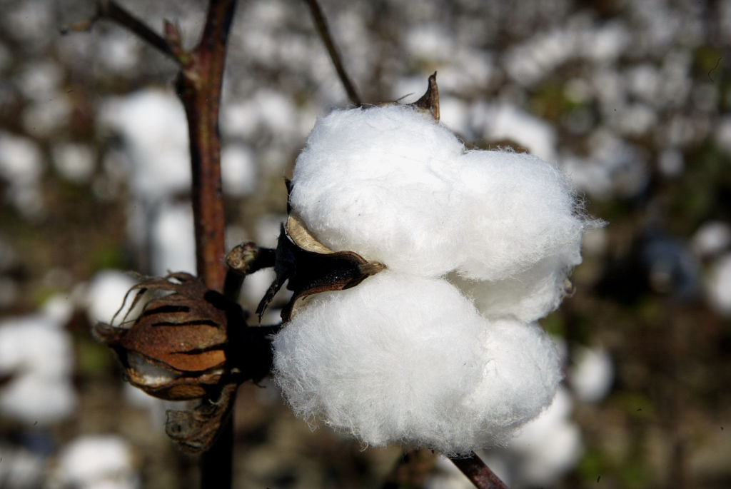 CLARKSDALE, MS -OCTOBER 19: A cotton boll waits to be harvested on BTC farm October 19, 2003 near C...