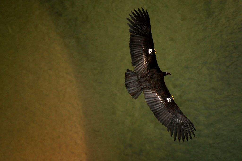PAGE, AZ - MARCH 22:  A rare and endangered California condor flies over the Colorado River in Marb...