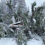 Tree blocking the road to Guardsman Pass.  It was chopped up initially by a motorist with a chainsaw. The rest was cleared by UDOT.